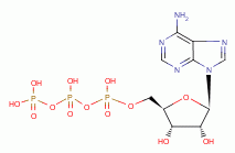 ATP