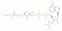 coenzyme A