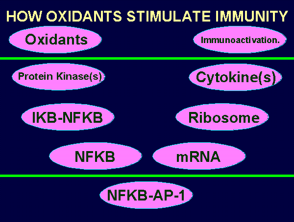 In a multistep process 
oxidants stimulate living cells 
of the immune system 
to express and release cytokines.